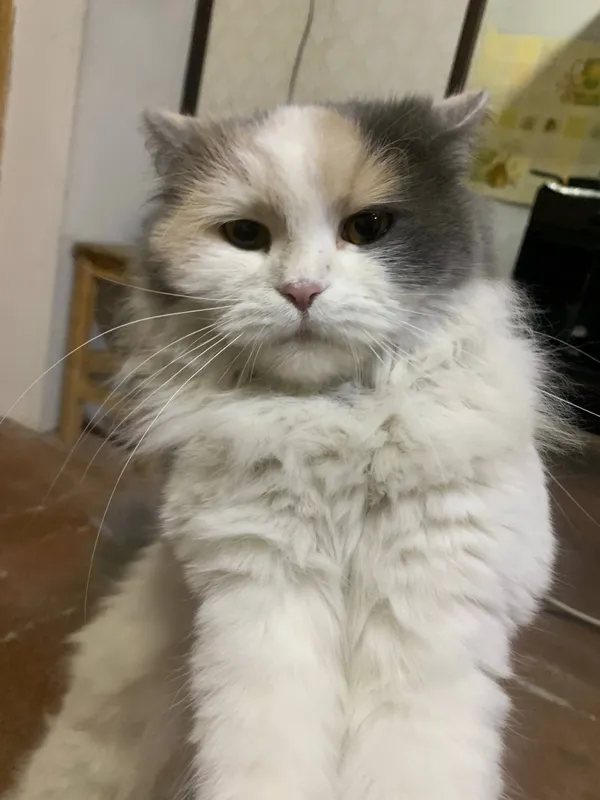 кошка