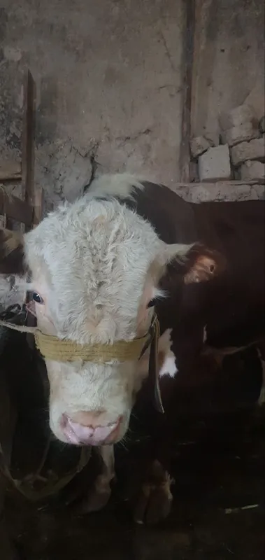 Qurbonlikka Simmental buqa sotiladi