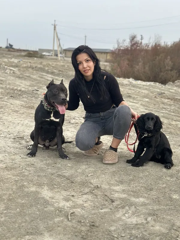 Питбуль Pittbul 3 Питбуль Pittbul 3