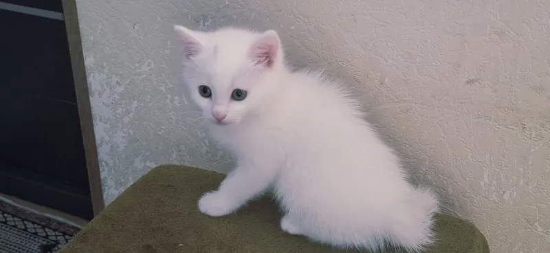 Продаются котята белого цвета