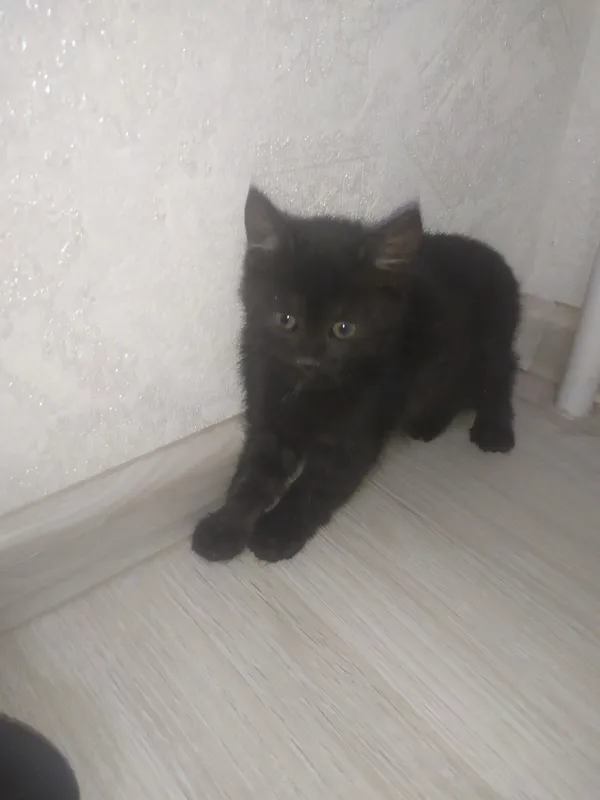 Котята 6