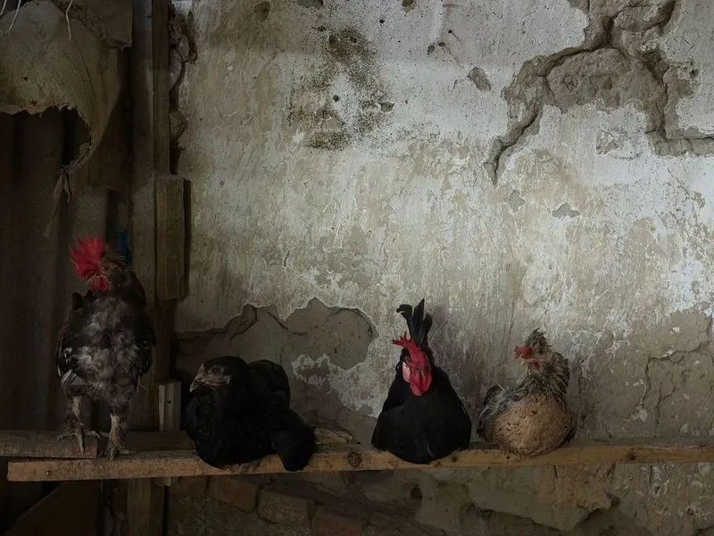 Продаются польские хохлатые куры 2