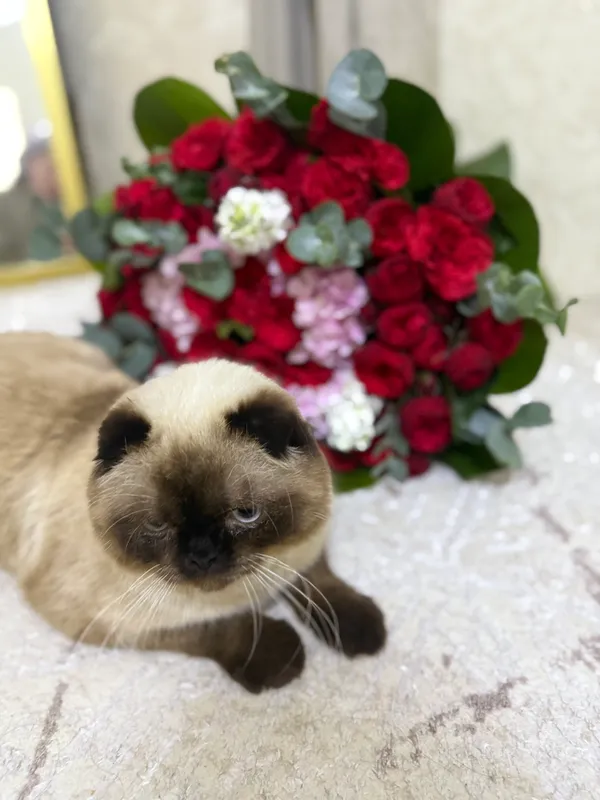 Сотилмиди Скоттиш фолд вязка коштиришга