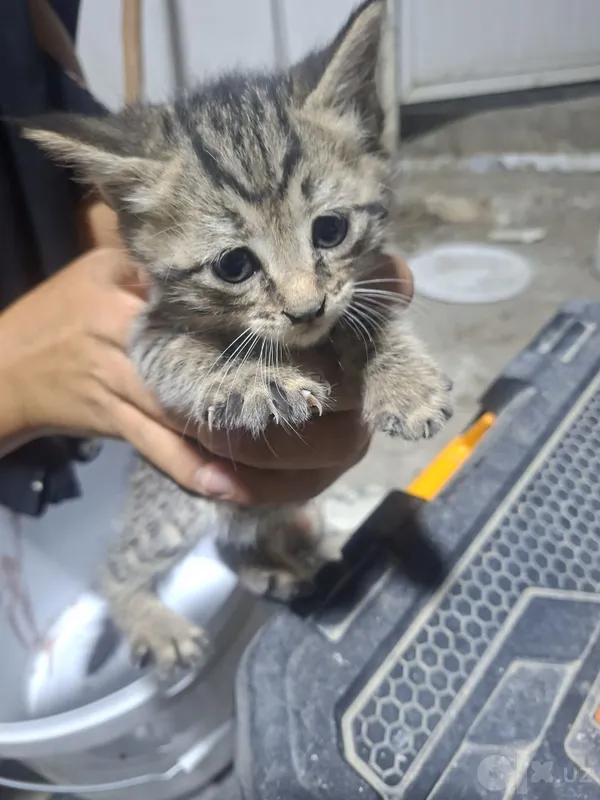 Котёнок, около 1 месяца Котёнок, около 1 месяца