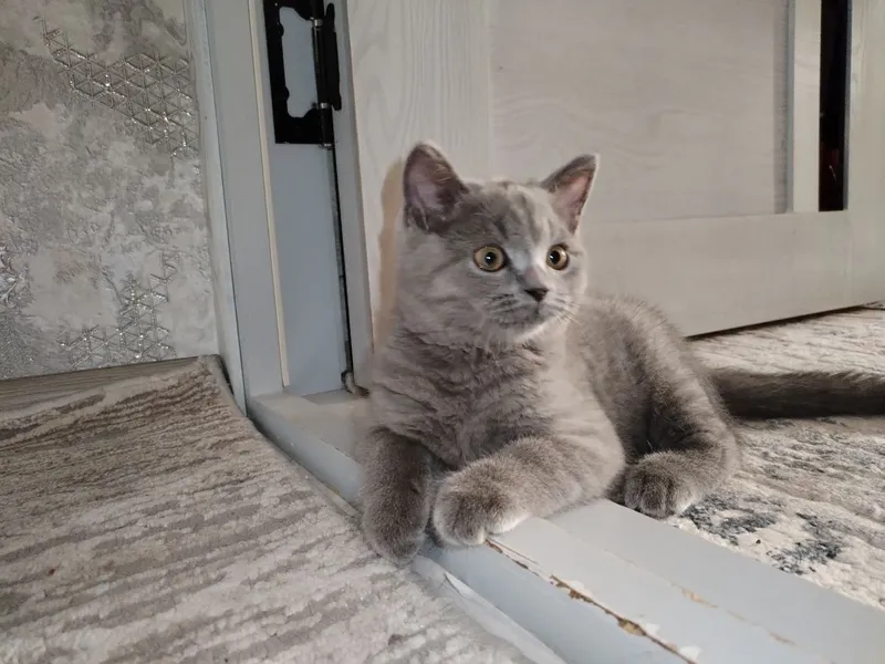 Скоттиш страйт угил