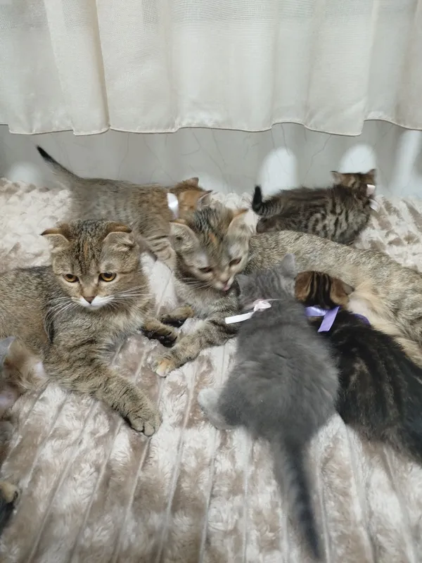 Продаются потрясающие, красивые, ласковые , нежные породистые котята — фото 4