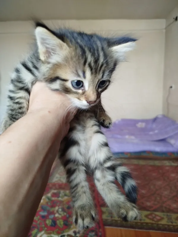 продаются котята продаются котята