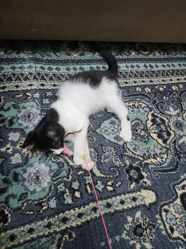Самарканд. Котенок мальчик 2 Самарканд. Котенок мальчик 2
