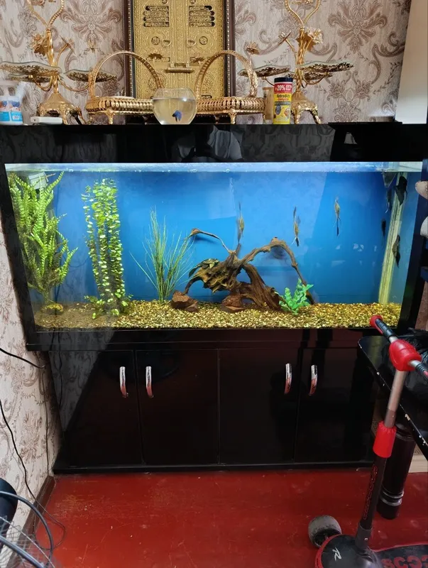 Akvarium baliqlari bn