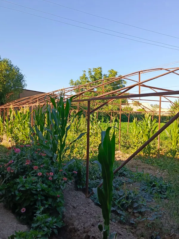 Теплица 2 сотки, 11 арок, 25x8 м, с железным каркасом 4
