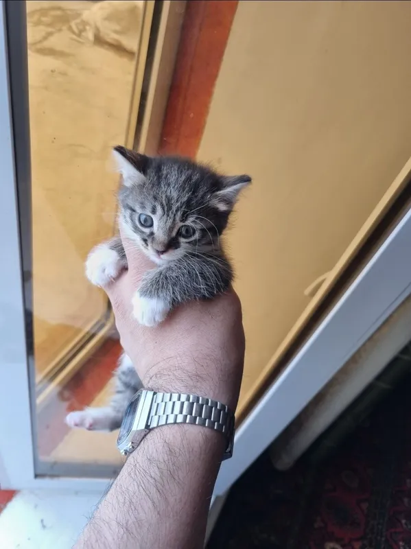 Котята, отдам в хорошие руки. Бесплатно.