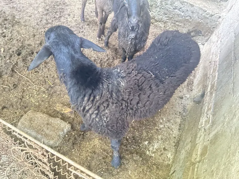 Qoʻchqor sotiladi Samarqand — фото 2