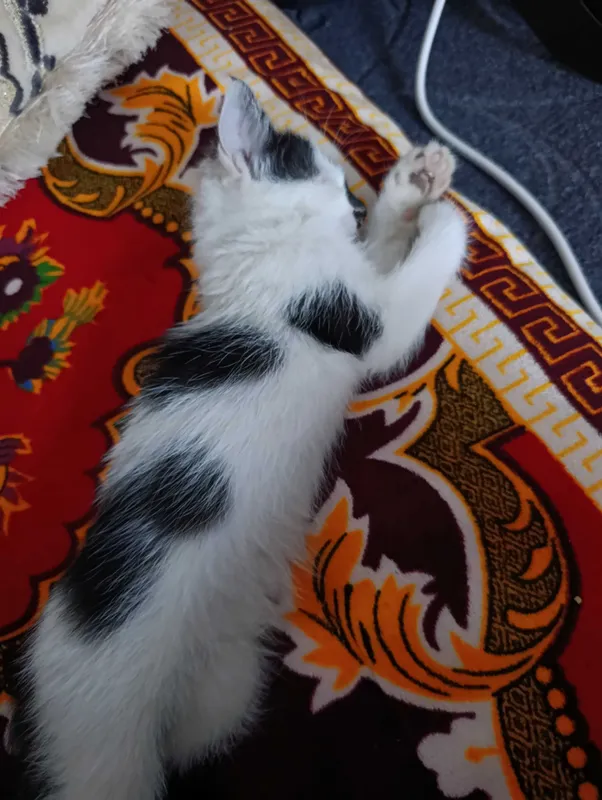 Котенок 1 месяц . бесплатно Котенок 1 месяц . бесплатно