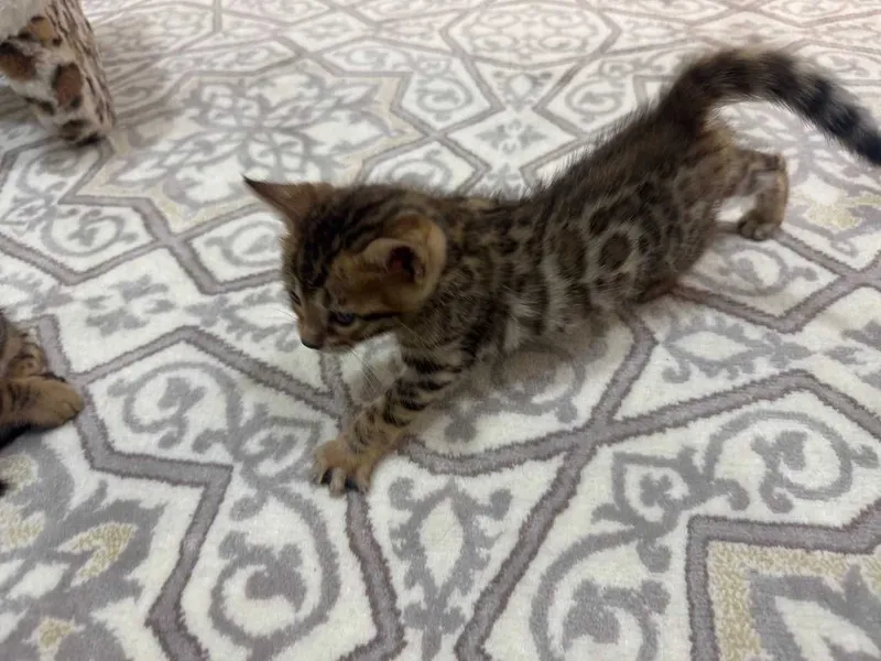 Продаются бенгальские котята — фото 2