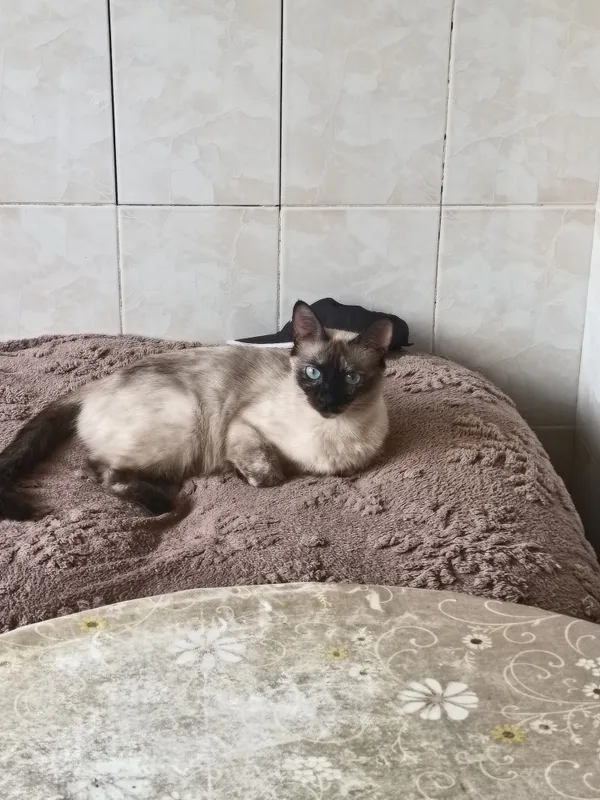 Сиямске кот нужен у нас девочка веазка