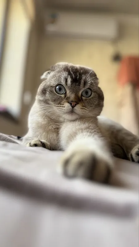Кошка для вязки бесплатно 2 Кошка для вязки бесплатно 2