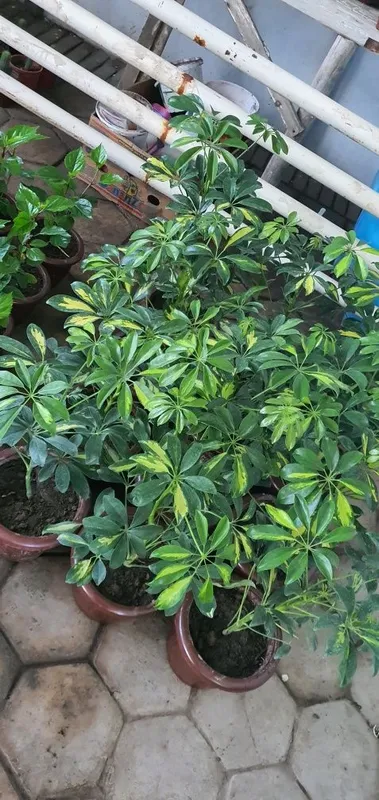 100 dan ortiq gular optim narxlarda narxlari 15.000dan 60.000 gacha — фото 3