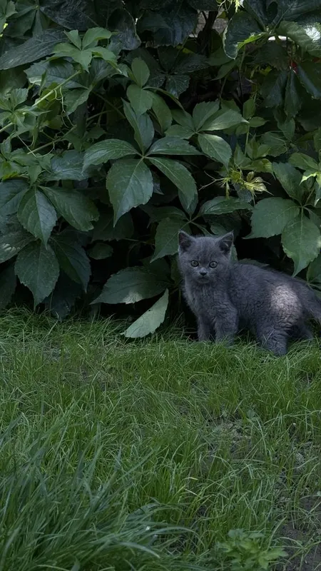 Котята 3 месяцев — фото 1