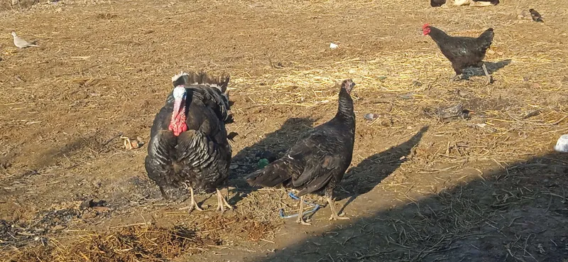 Induk 1ta erkak 1ta qizbola — фото 2