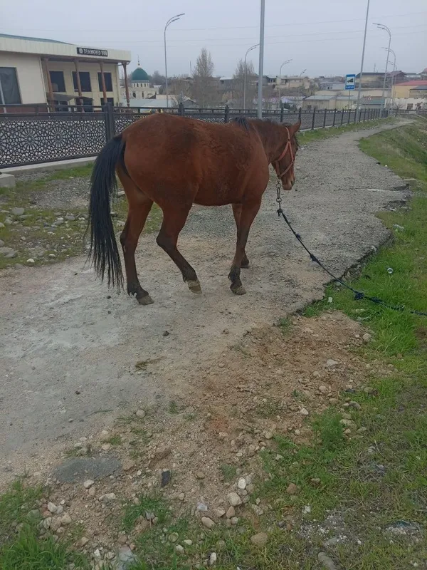От сотилади модда — фото 2