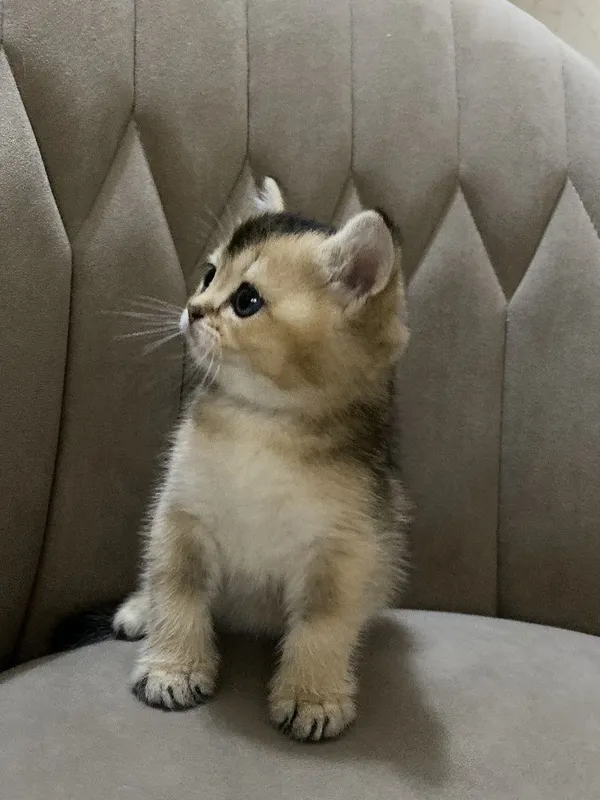 Продам Британские котята шиншилла — фото 7 Продам Британские котята шиншилла — фото 7