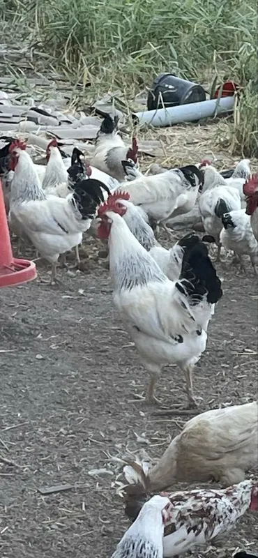 Adler siribristiy xoroz 3 Adler siribristiy xoroz 3