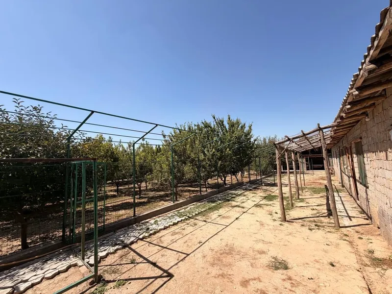 Turkistonda Dala xovli sotiladi 7