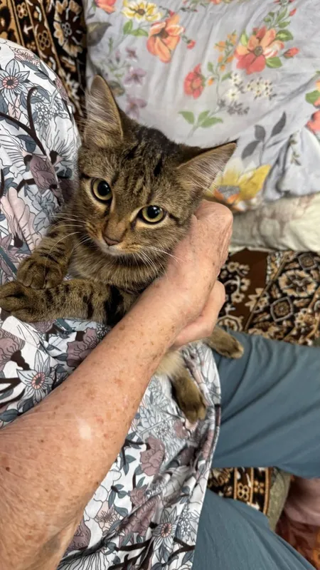 В добрые руки котенка В добрые руки котенка