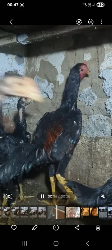 дакан куланги хорозлар карейски шамо чочалары 1 дакан куланги хорозлар карейски шамо чочалары 1