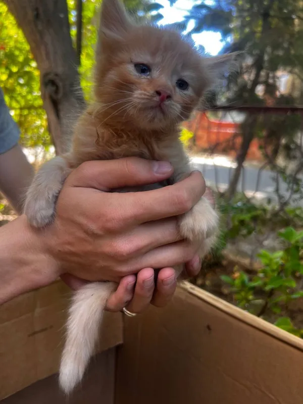 Котята в добрые руки 5 Котята в добрые руки 5