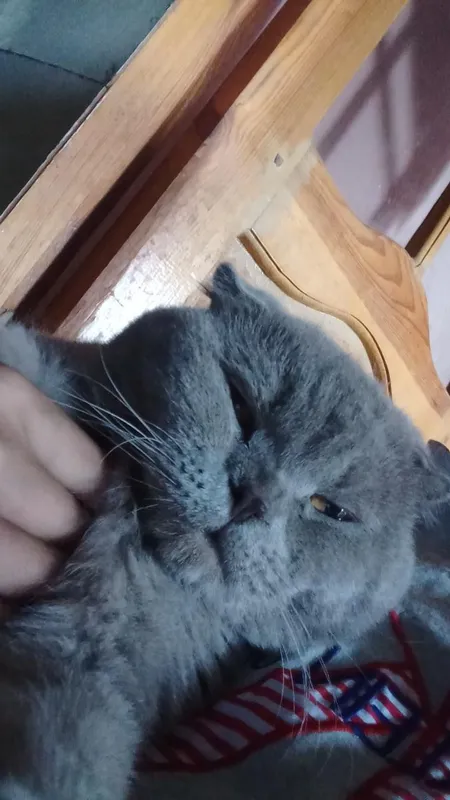 modası:birityanski qulogʻi:vislavuxi rangi:kulrang