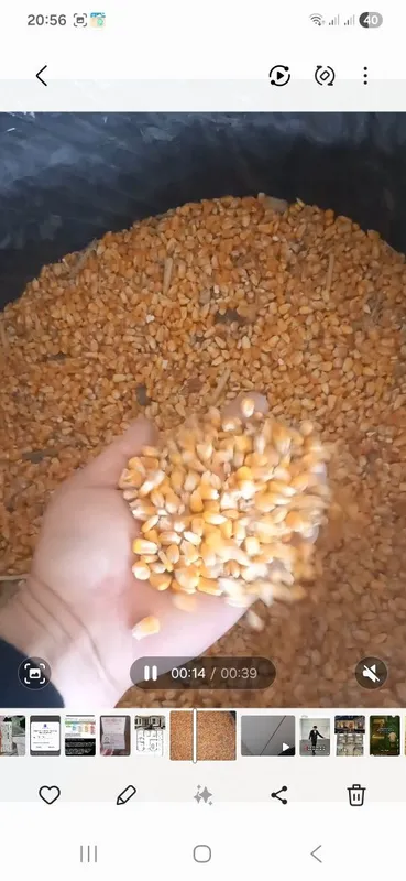 Joxori doni. Makka doni sotiladi.