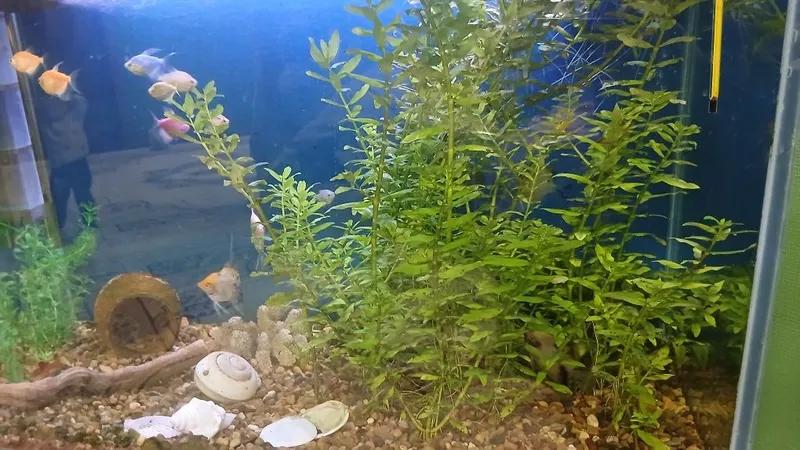 Suv oʻtlari akvarium uchun 2 Suv oʻtlari akvarium uchun 2