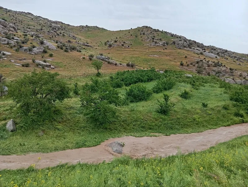 Manzarali daraxt ko'chatlari