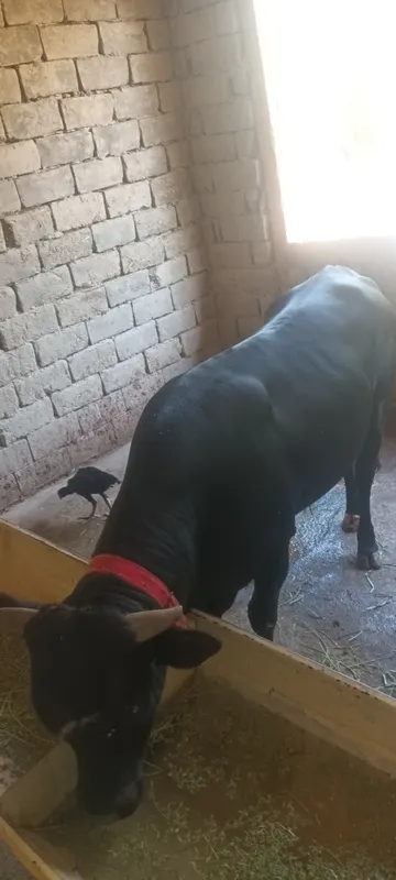 mol sotiladi 2