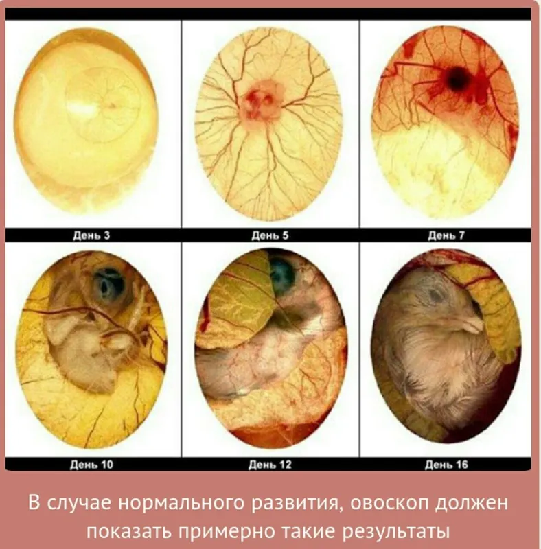 Тухуми сотилади зоти астралорп руминя — фото 1