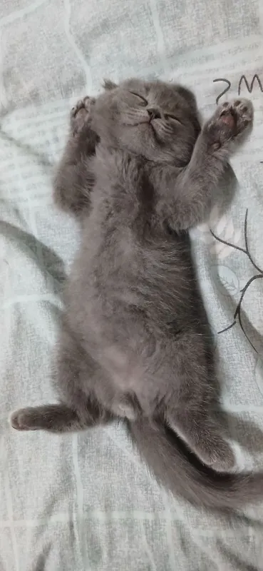 Sotiladi – Scottish Fold (Blue), 3 oylik erkak — фото 2