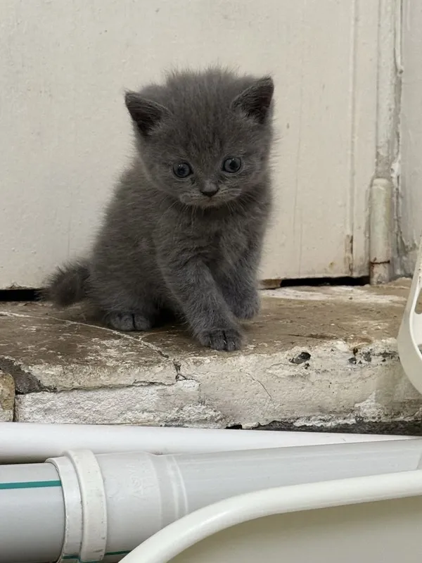 Катята скоттиш фолд и страйт — фото 7