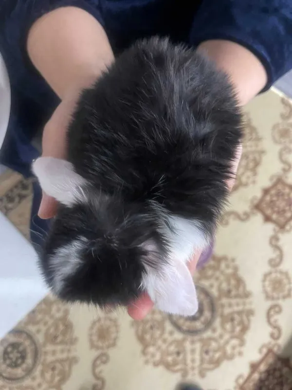 Mini Lop (Декоративный кролик) SPLIT — фото 3