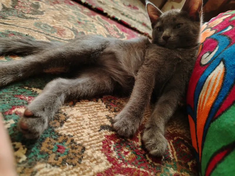 Котята в добрые руки — фото 1 Котята в добрые руки — фото 1