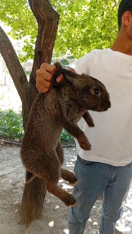 2ta erkak quyon sotiladi 3