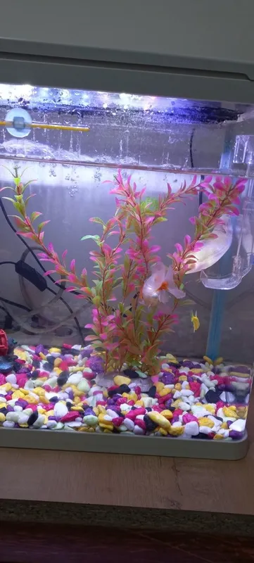Akvarium sotiladi Baliqlari bilan.