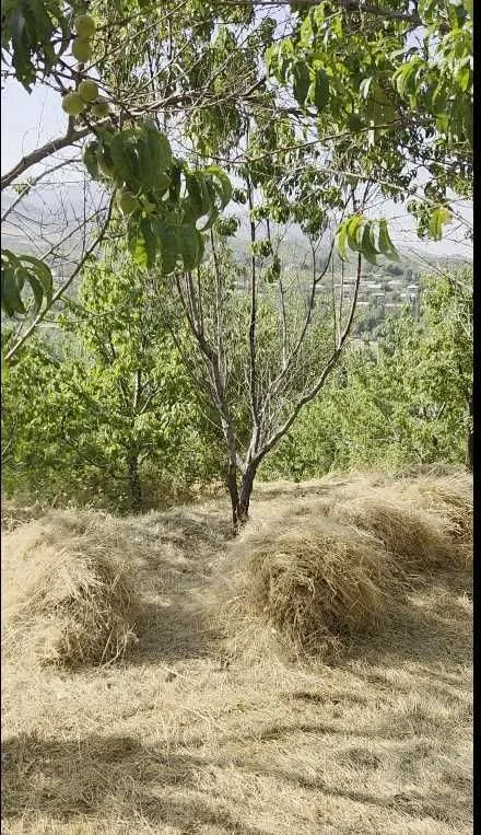 Продаётся 2 участка в Кумушкане. — фото 3