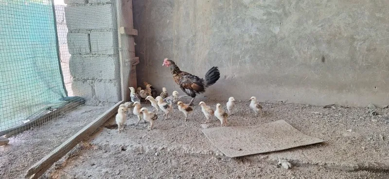 19 ta juja onasi bilan pataki 1