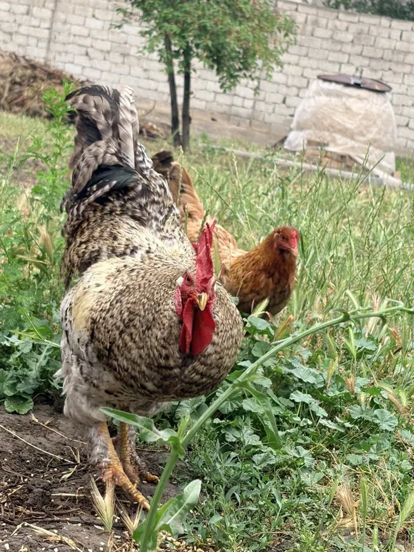 11 ta tovuq va bitta xoʻroz. bitta tovuq kurk bogan