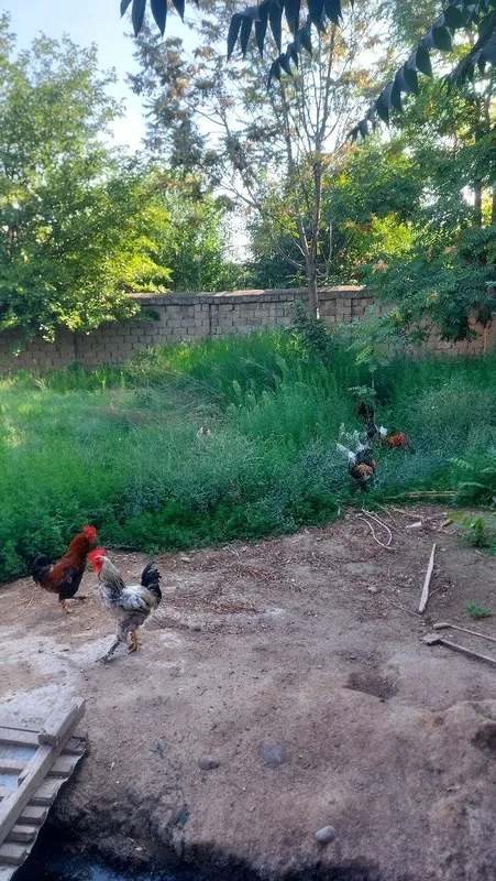 Xoʻrozlar bor uyda boqilgan sogʻlom 3 Xoʻrozlar bor uyda boqilgan sogʻlom 3