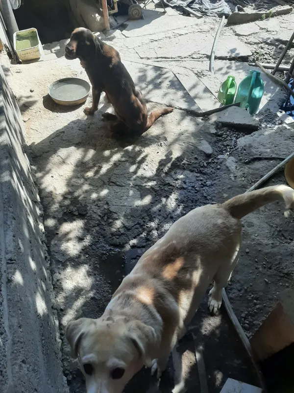 Labrador kuchuklarini ramziy to‘lov evaziga beraman 1