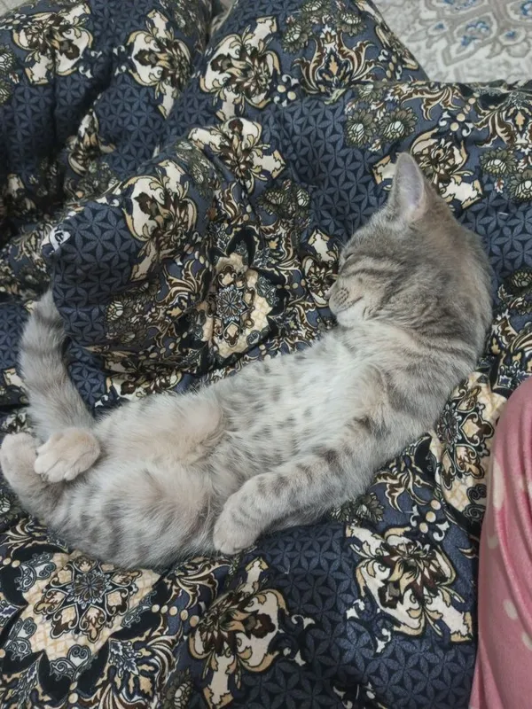 Домашняя красивая кошка — фото 1 Домашняя красивая кошка — фото 1