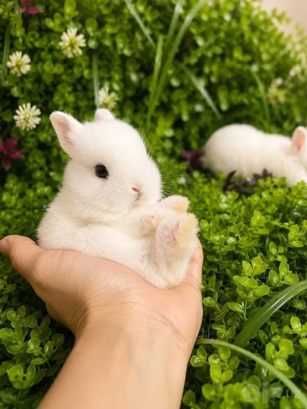 заяц 3х месячный 1 заяц 3х месячный 1