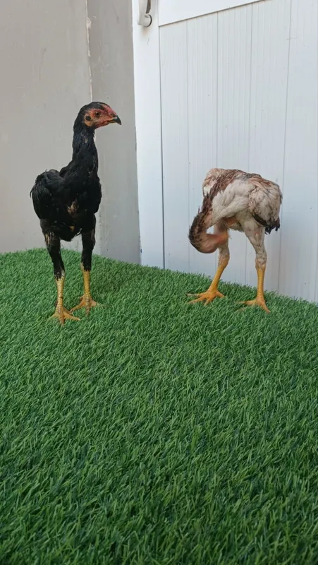 Dakan jojala sotiladi 4